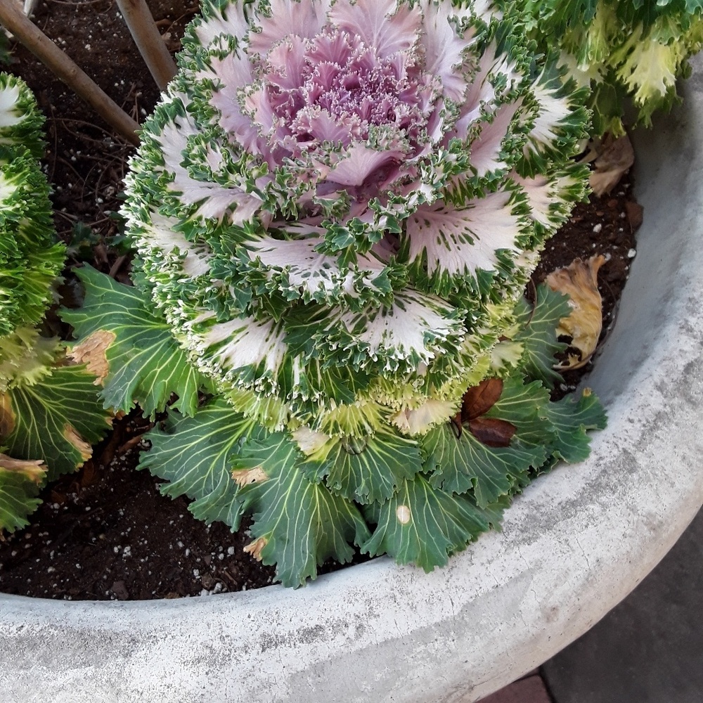 ** GOING, GOING, GONE! **